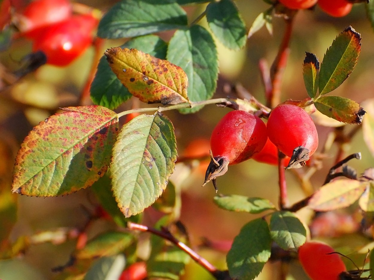 Осенние листья шиповника