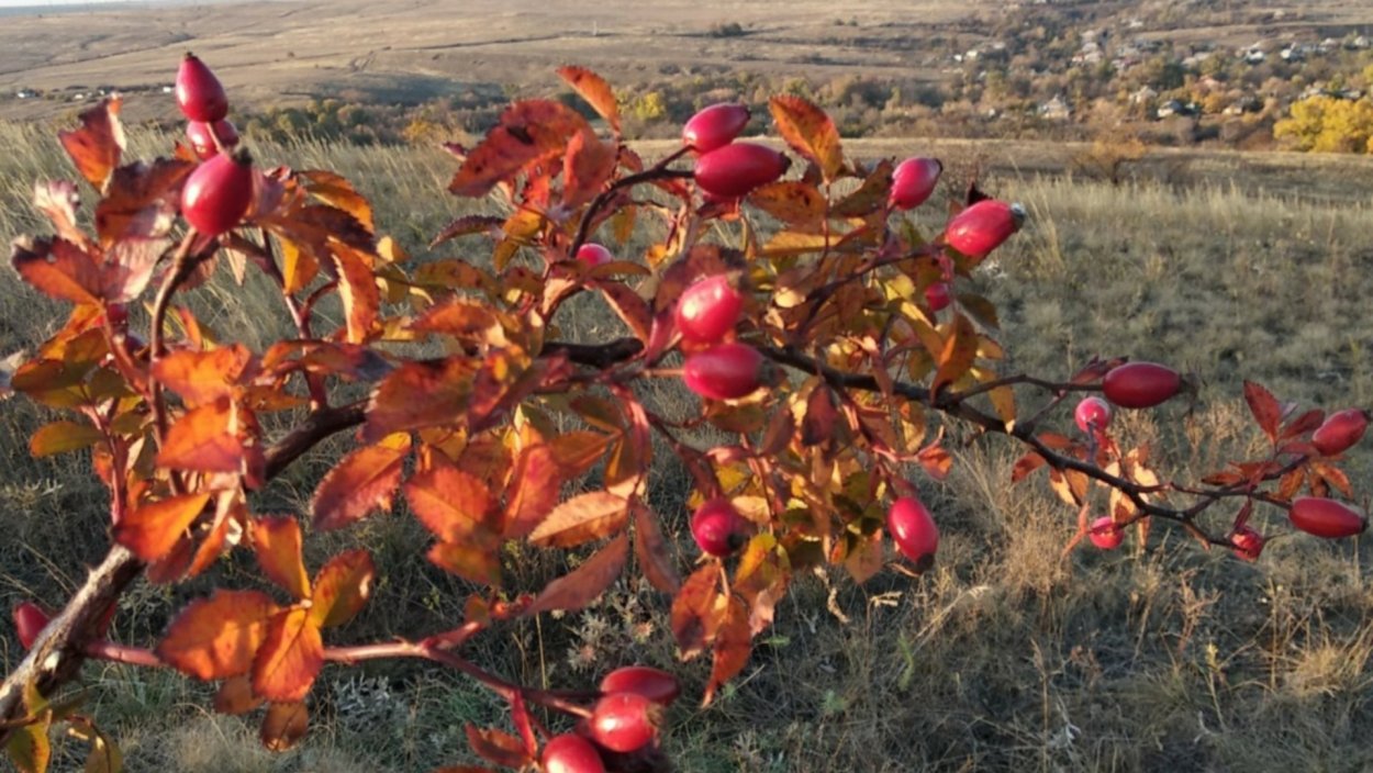 Шиповник в сентябре