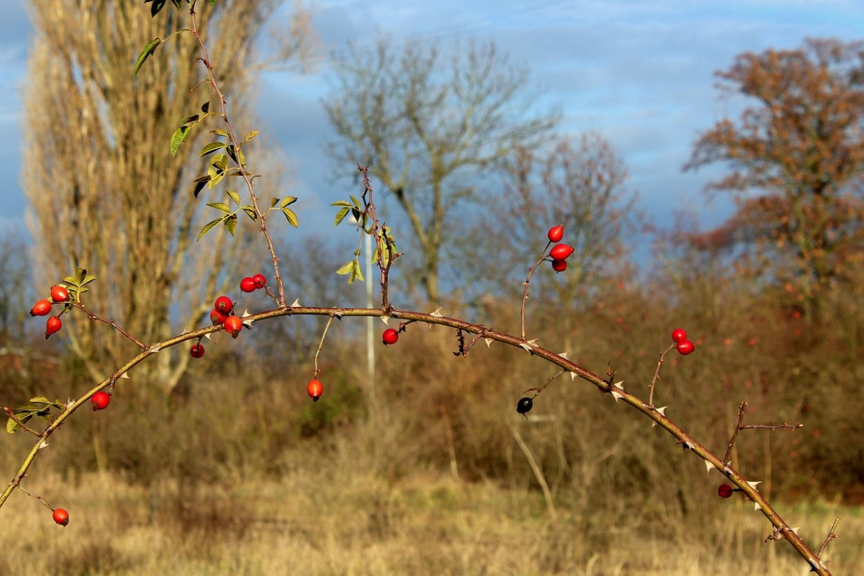 Плоды поздней осени