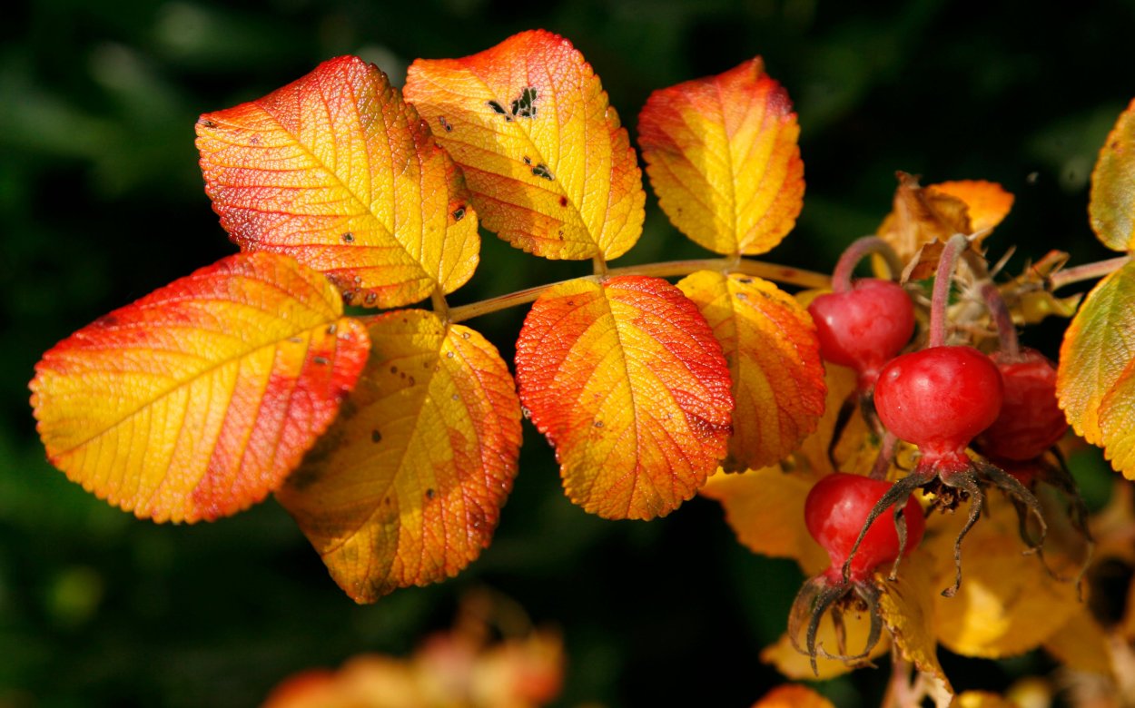 Осенний шиповник