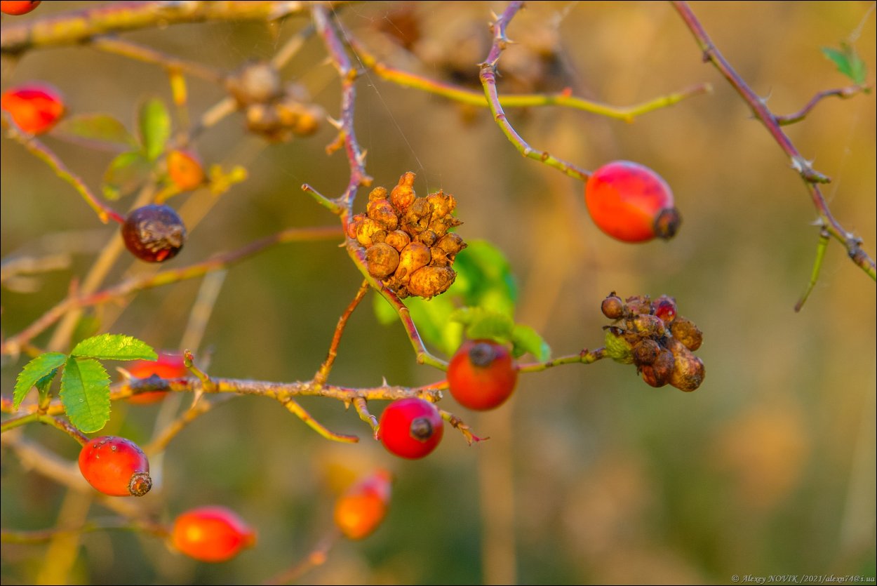 Обои на рабочий стол осень шиповник