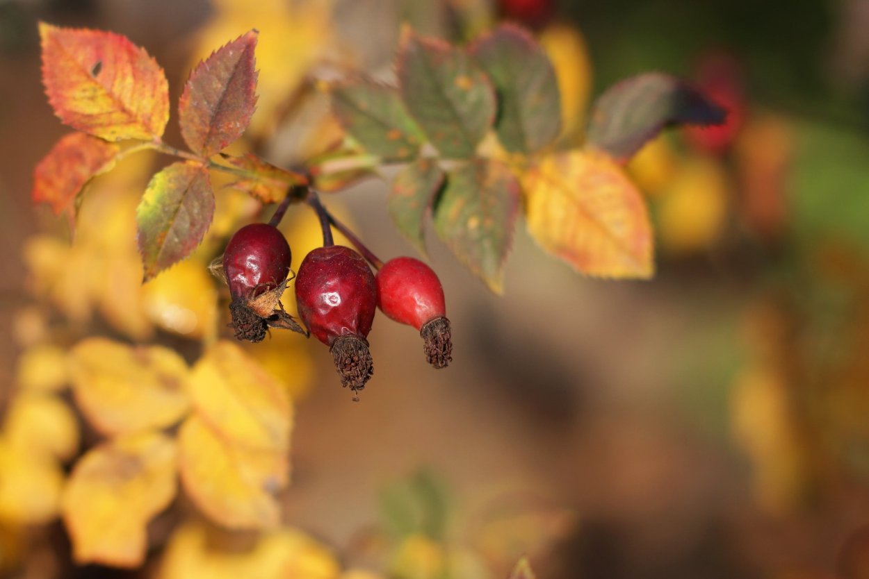Осенние плоды шиповника