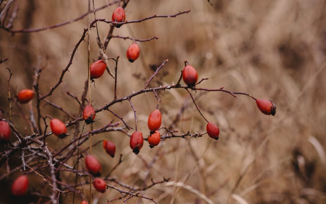 Шиповник Горенковский