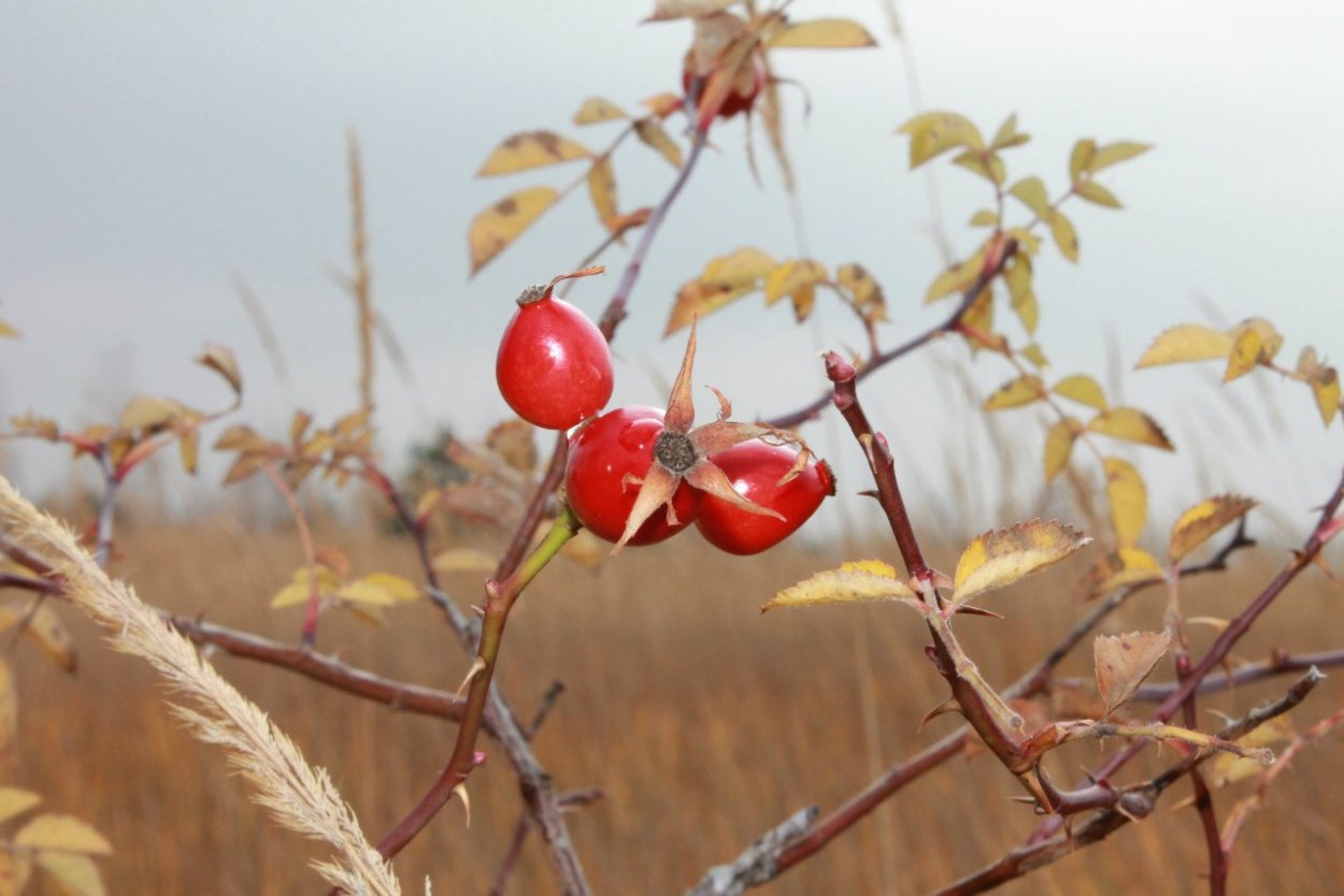 Осенний шиповник