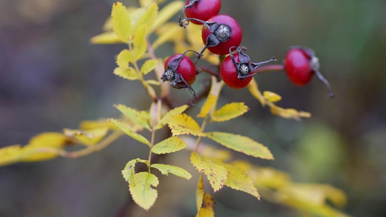 Шиповник желтеет осенью