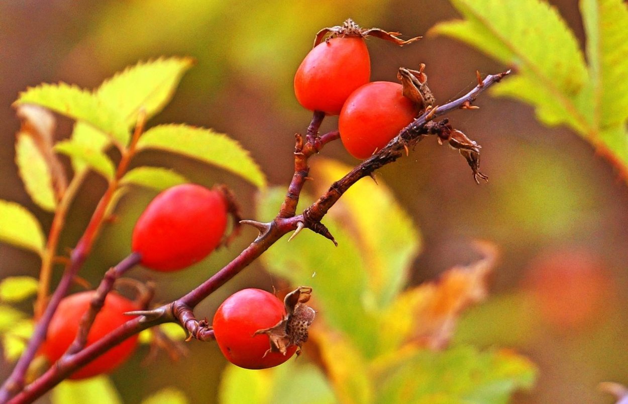 Ветка шиповника с плодами