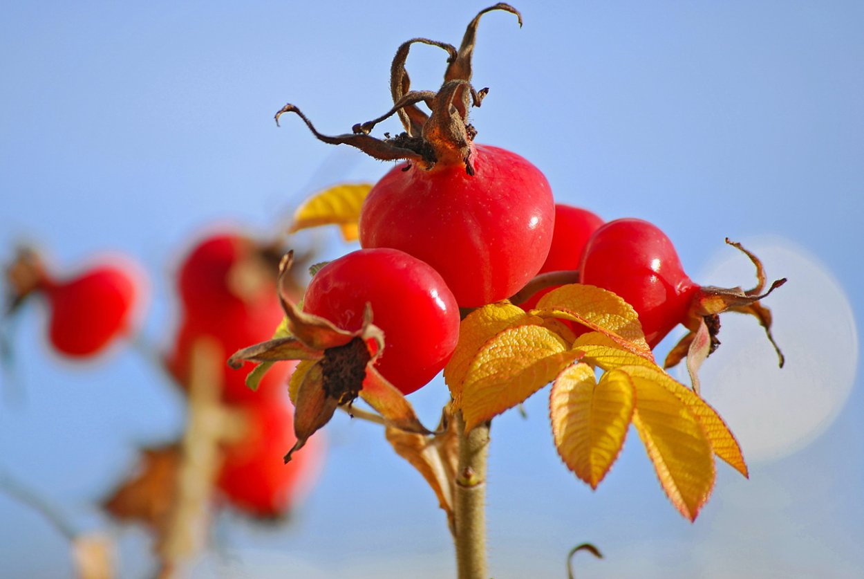 Ветка шиповника с ягодами