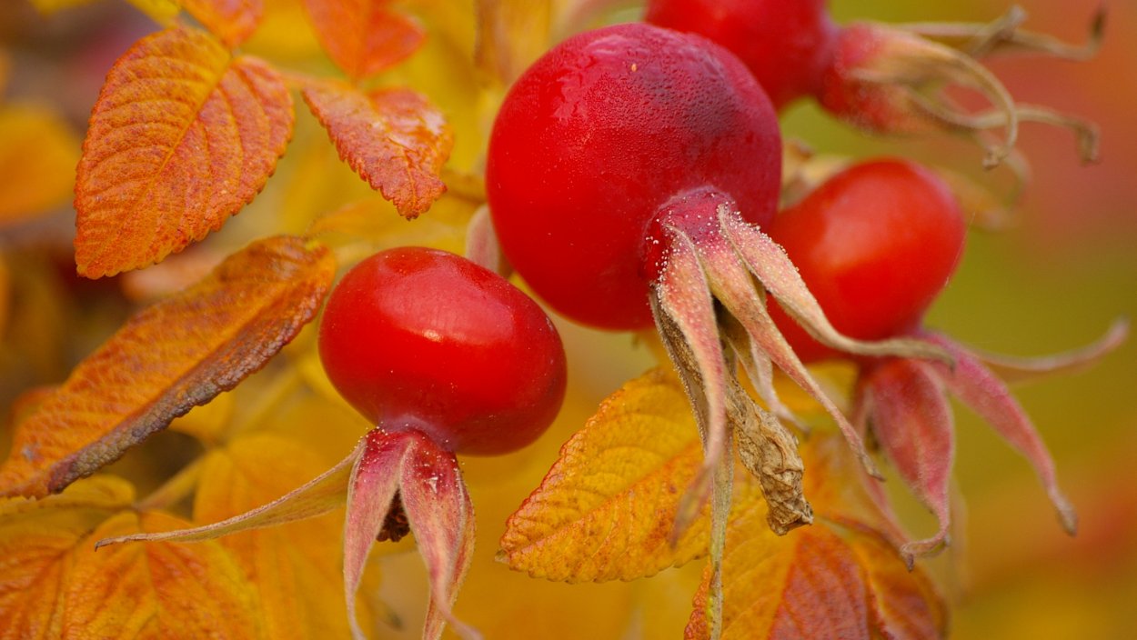 Арина Шиповница