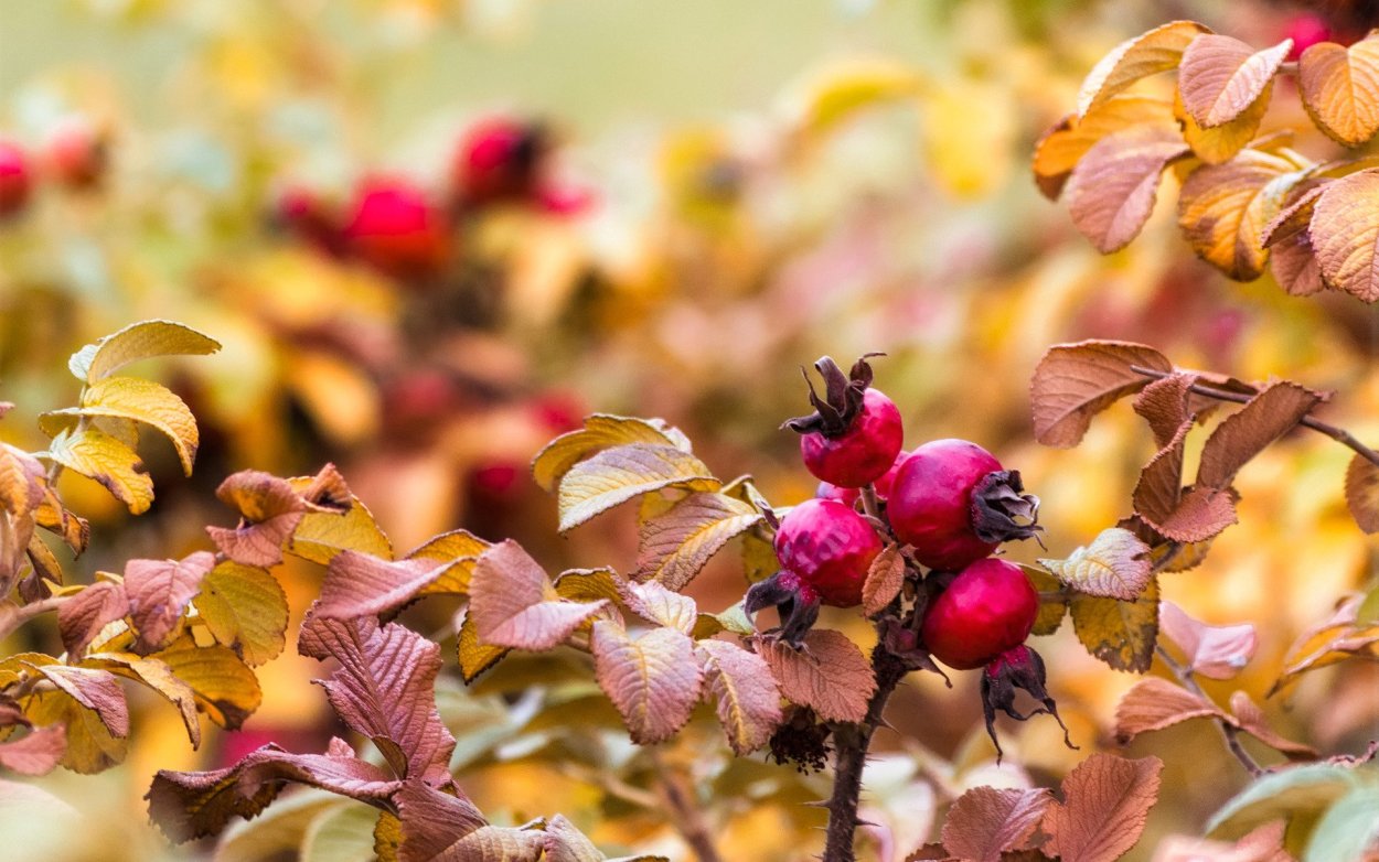 Осень Макросъемка