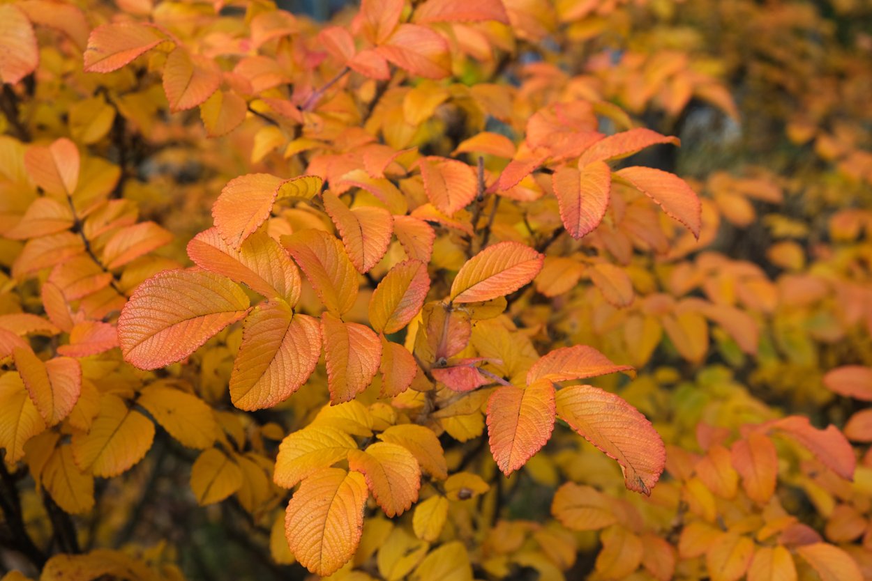 Листья шиповника осенью