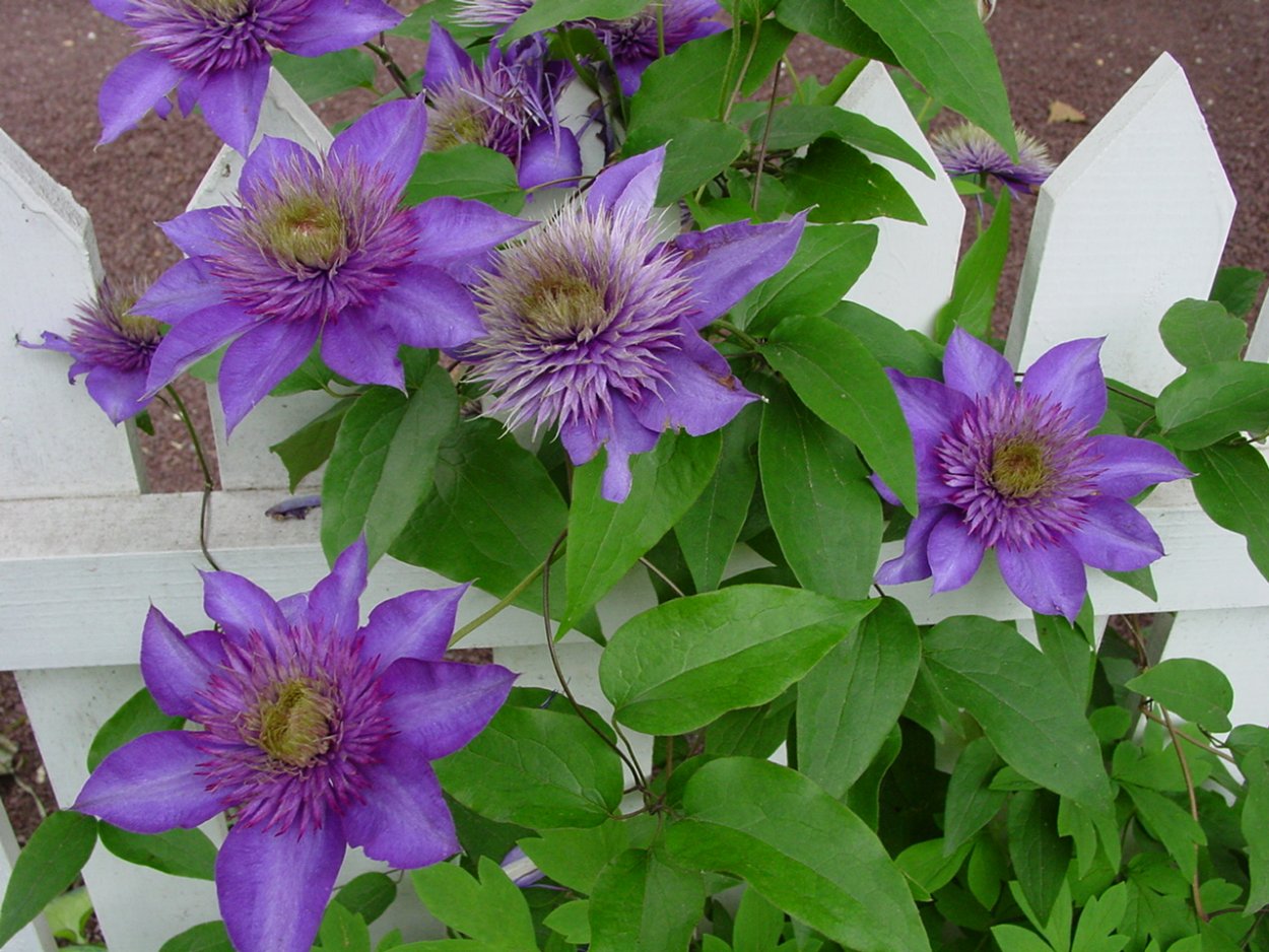 Клематис Ферст лав