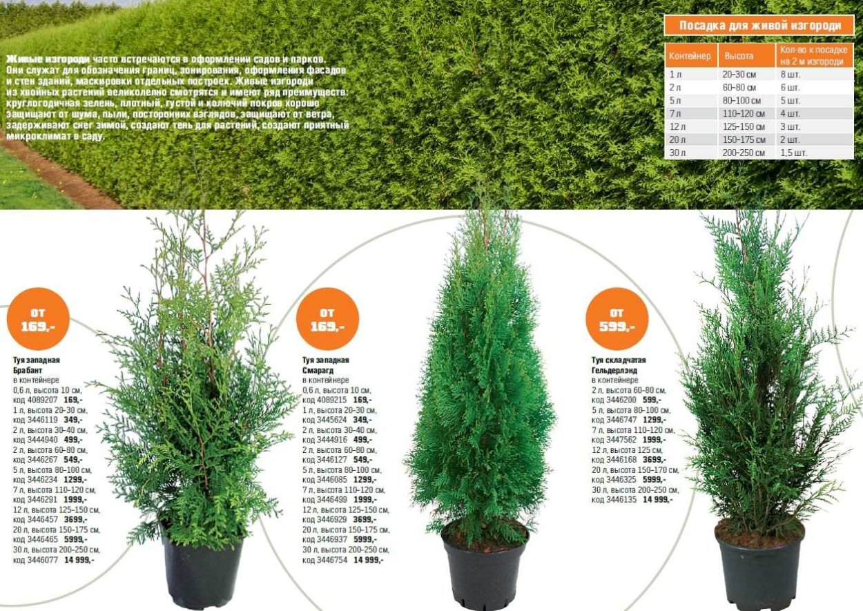 Туя Западная Смарагд высота