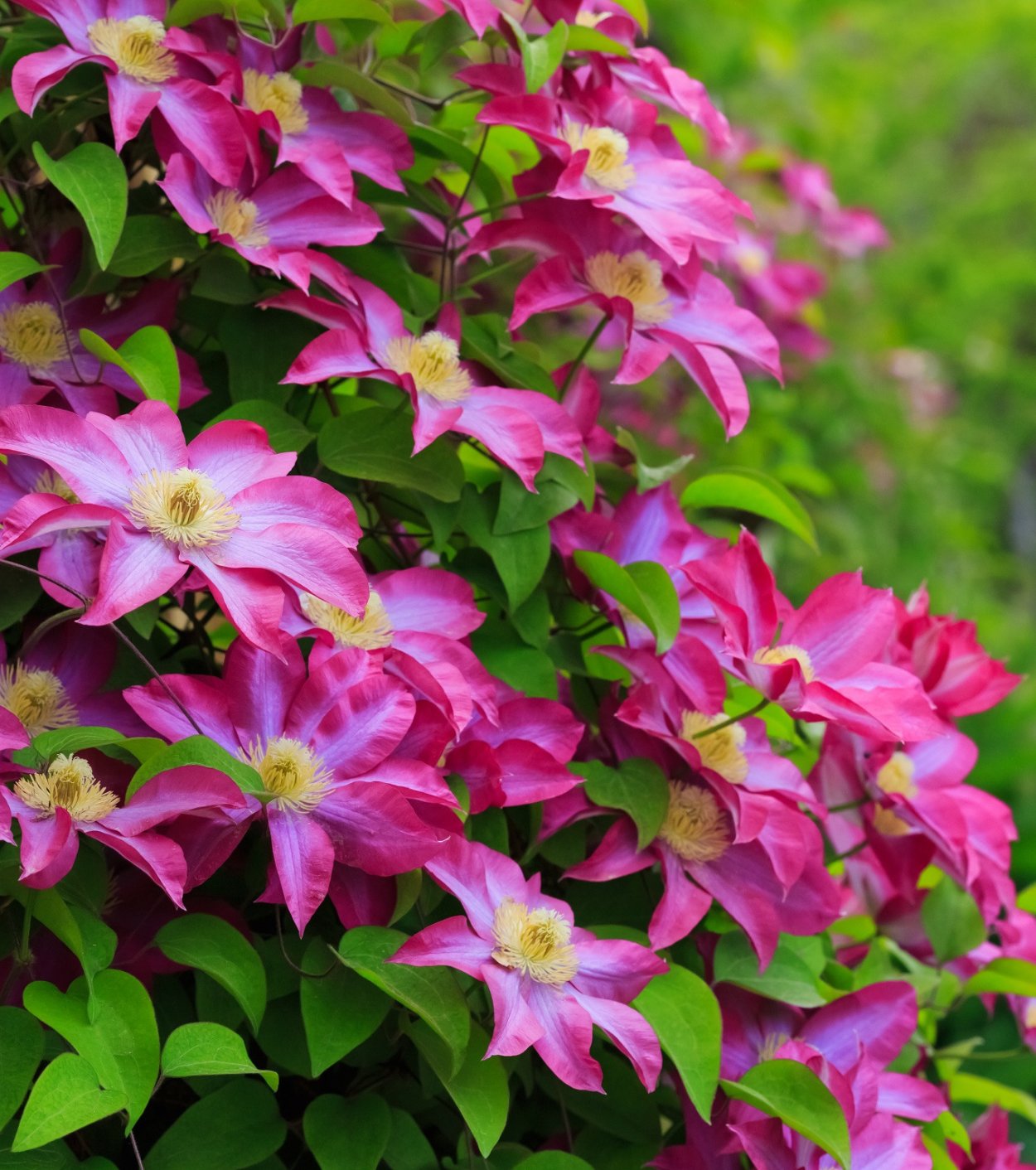 Клематис Альпийский Люминоус Сноу