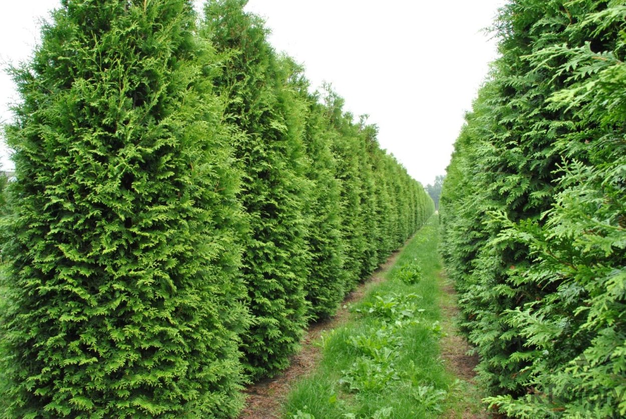 Туя Западная Брабант