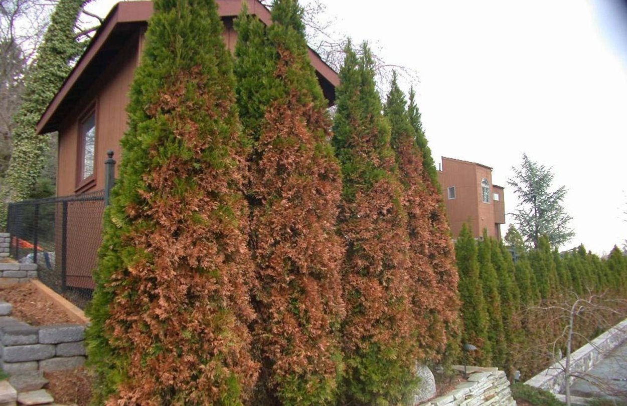 Туя Западная Смарагд зимой