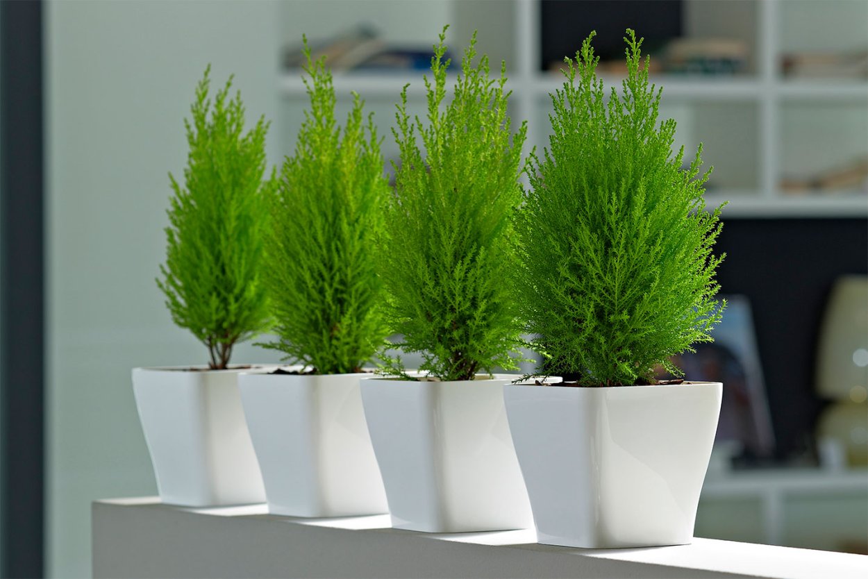 Туя Купрессус