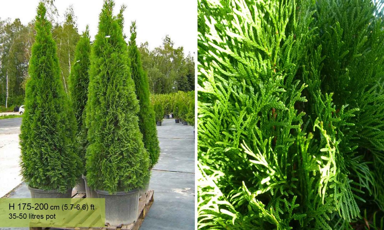 .Туя Западная "Smaragd" (80-100)