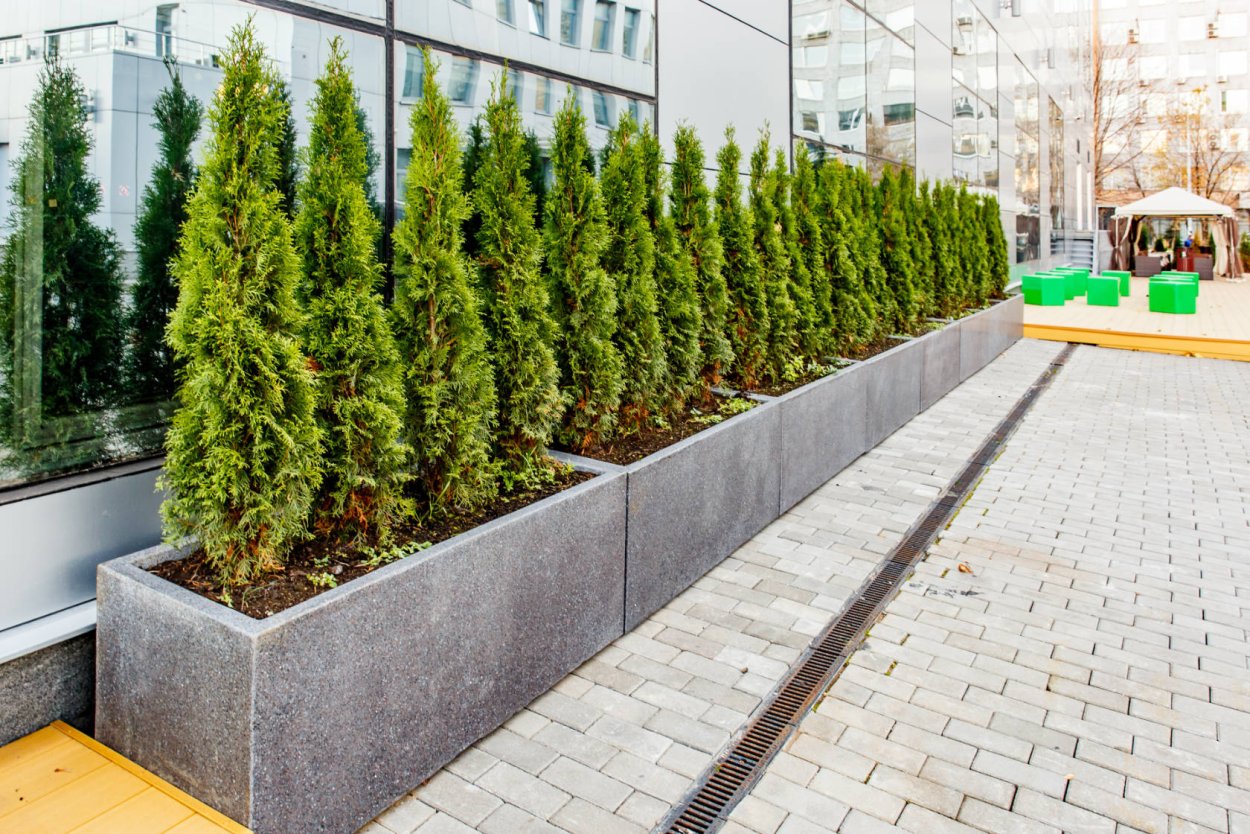 Туя Смарагд в кадке