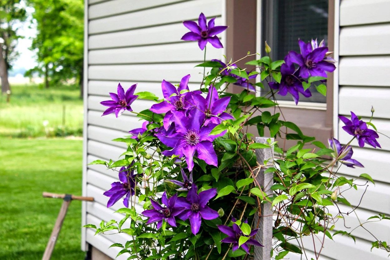 Клематис Трикатрей