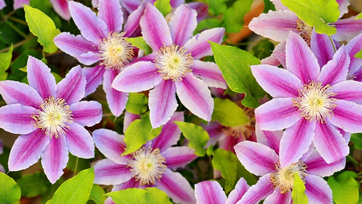 Клематисы на авито купить в Крыму