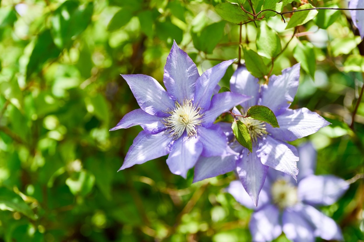 Клематис Franziska Maria