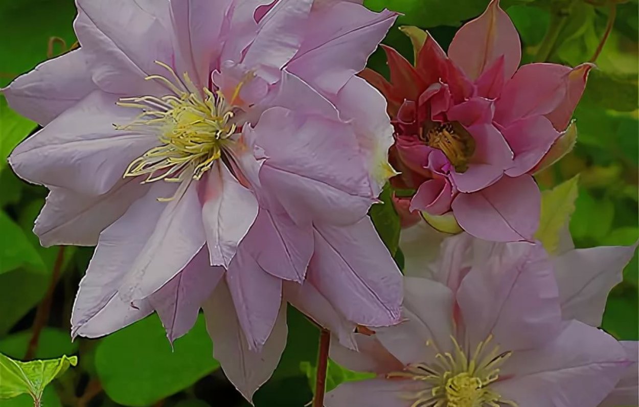 Клематис (сорт Ibi