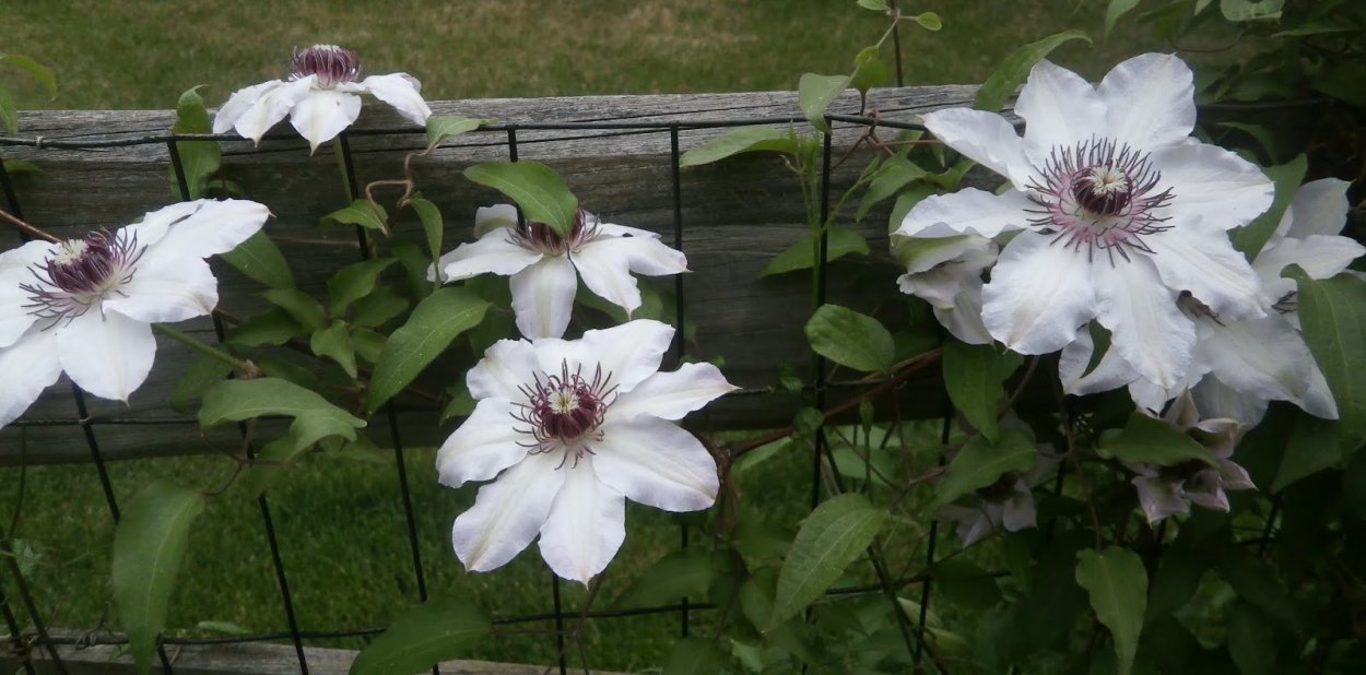 Клематис гибрид Зиболда