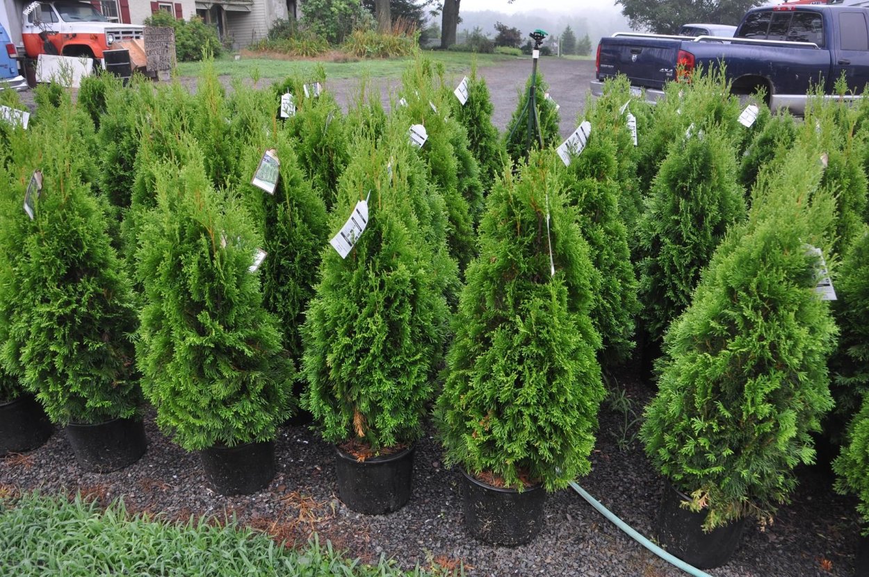 Туя Западная Дугласа Пирамидалис