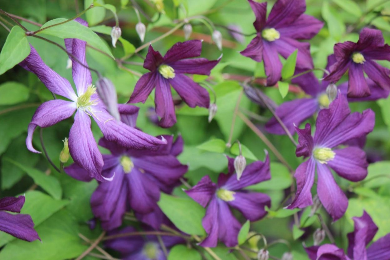 Клематис пильчатый Светлячок