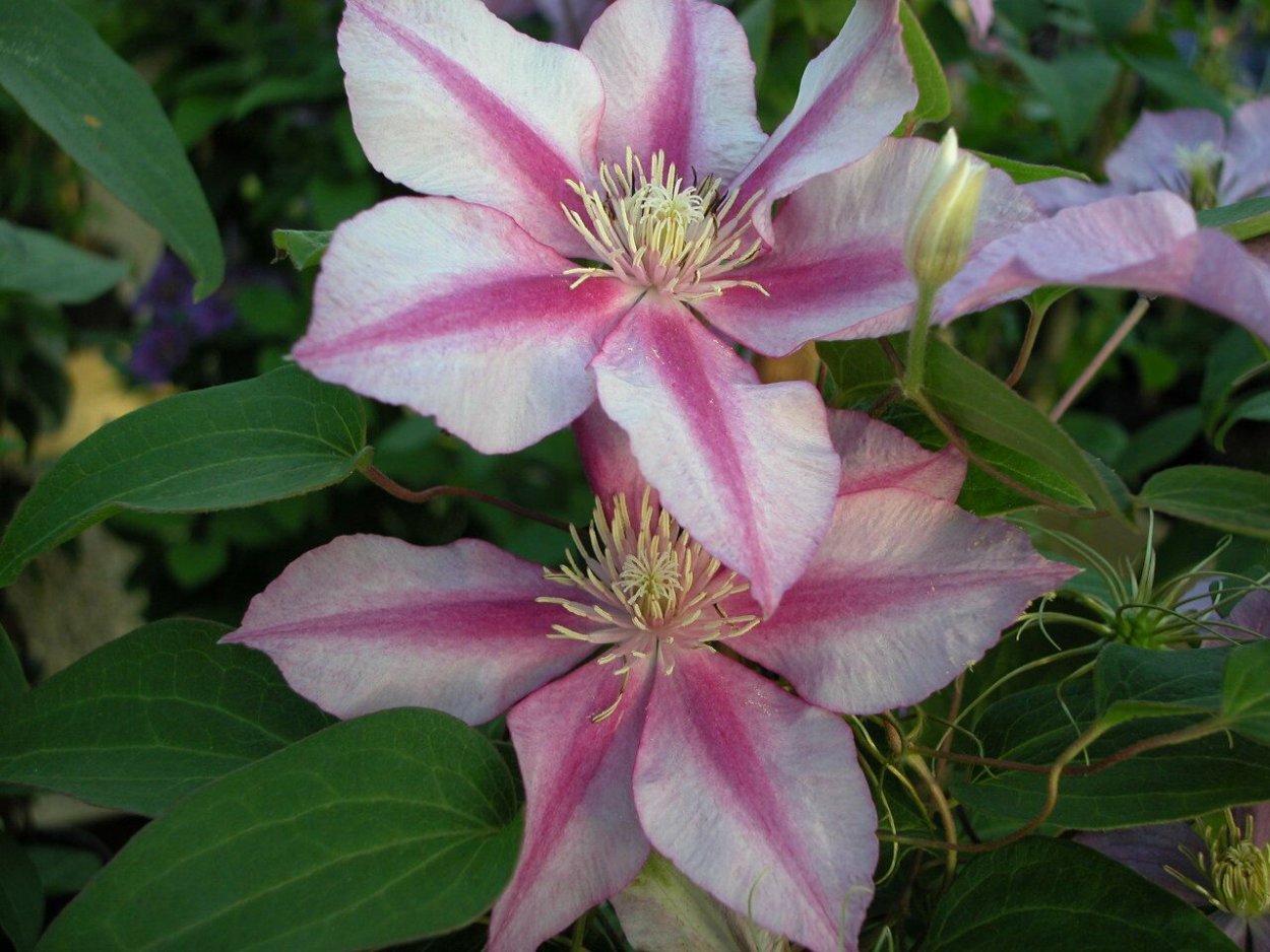 Клематис оплетает забор