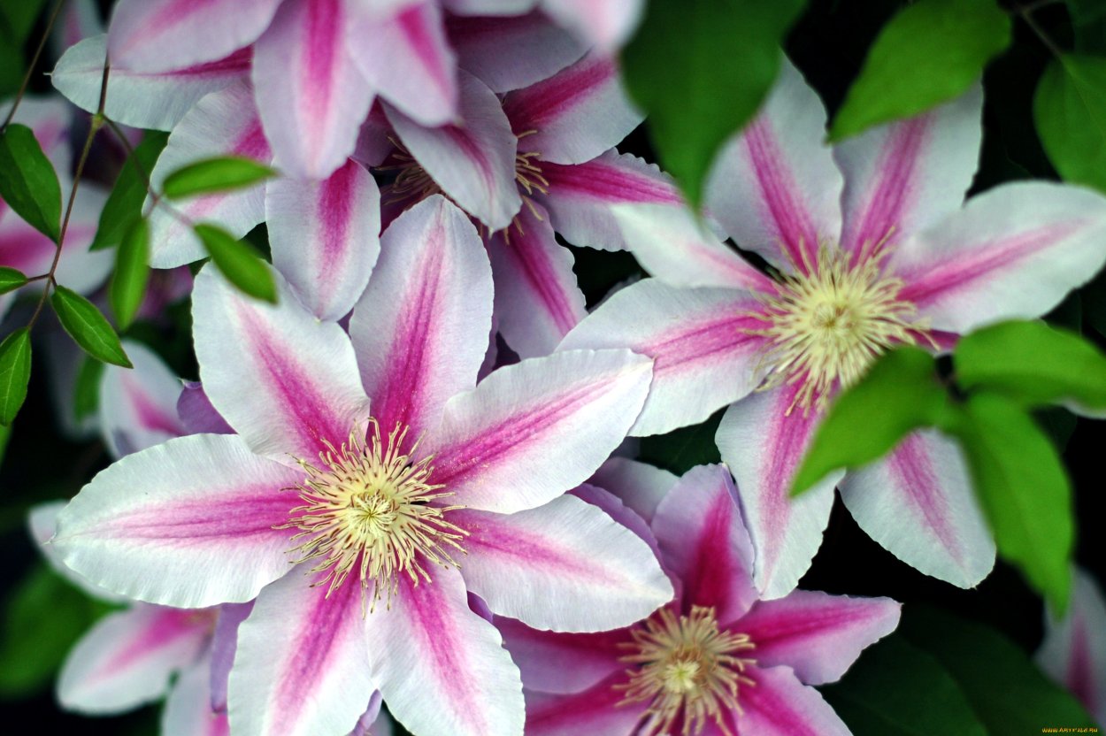 Клематис Ферст леди