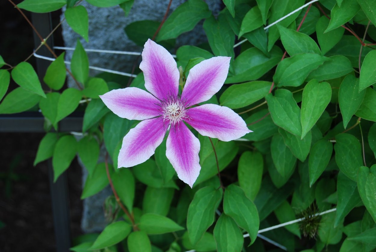 Клематис розовый с перламутровым