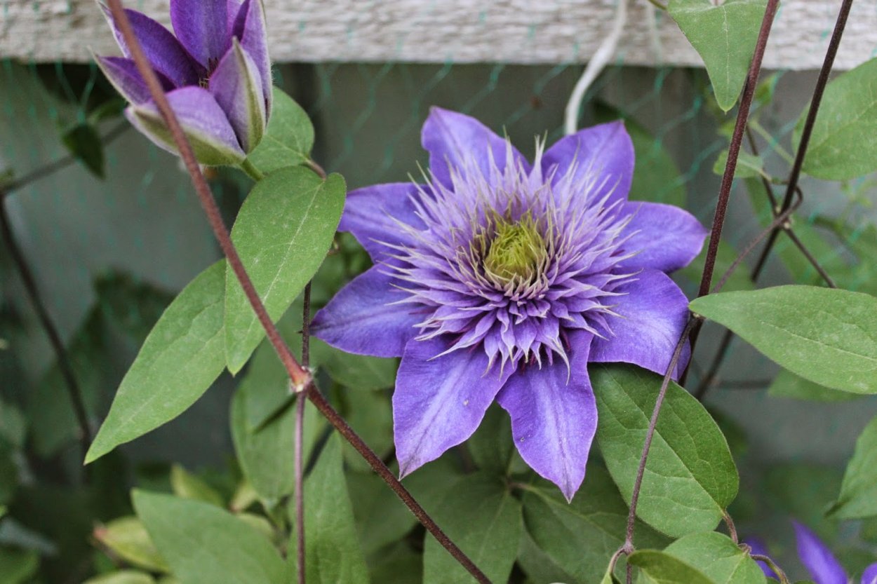 Клематис гибридный Myosotis