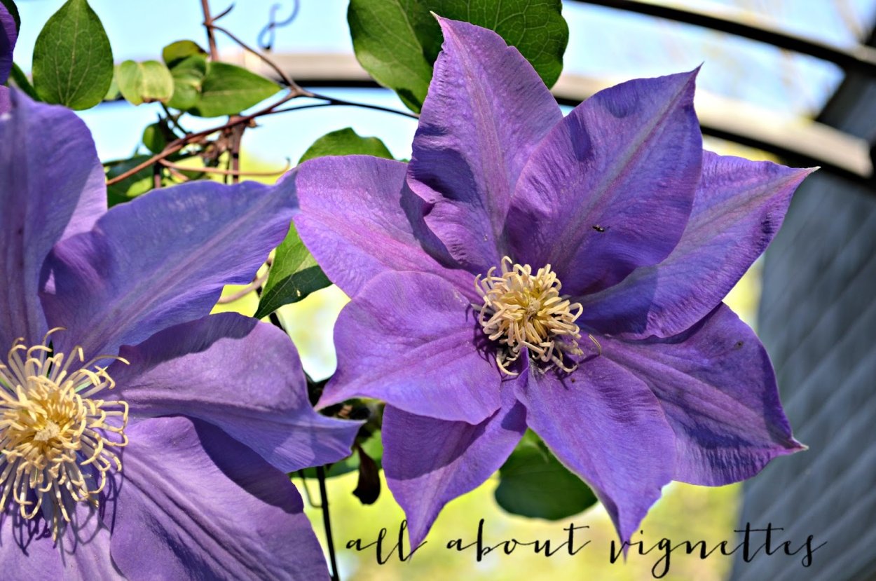 Клематис Picotee