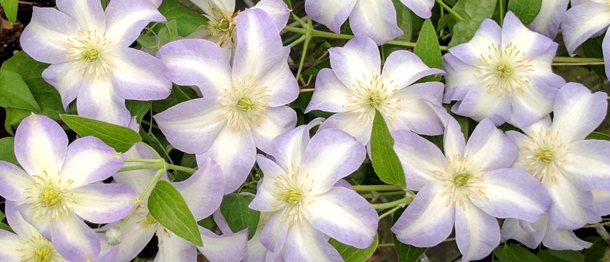 Клематис Vitiwester