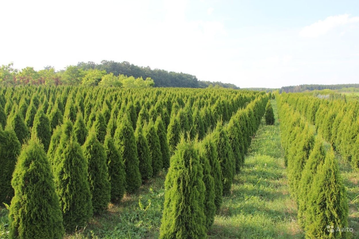 Туя Смарагд Экстра