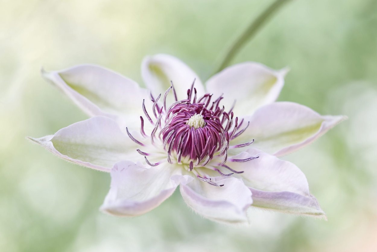 Клематис Mandy