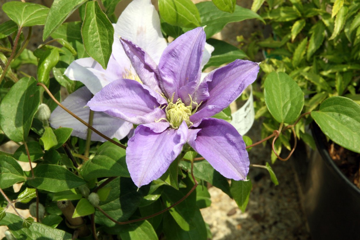 Клематис Фейри дэнс