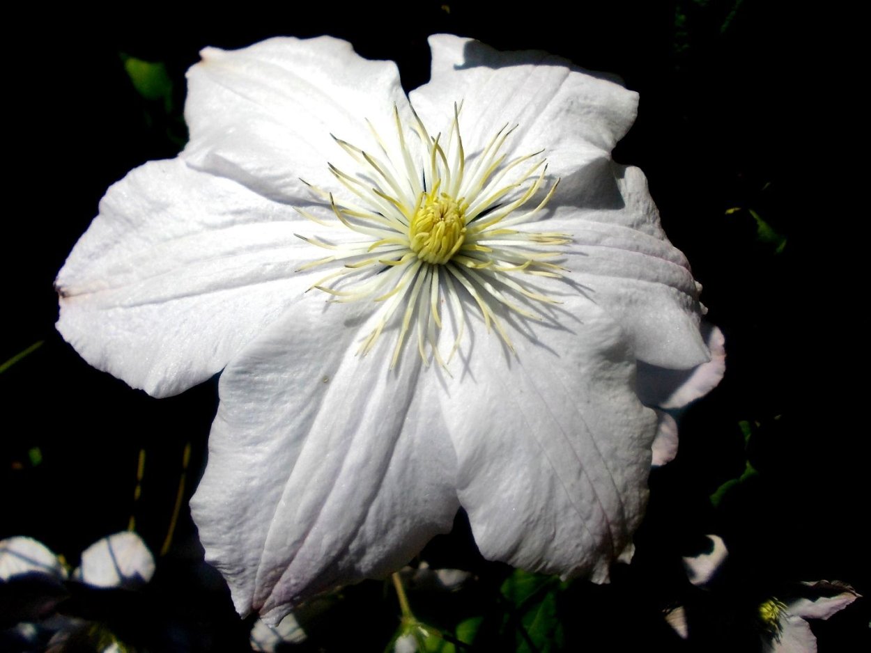 Нежные клематисы