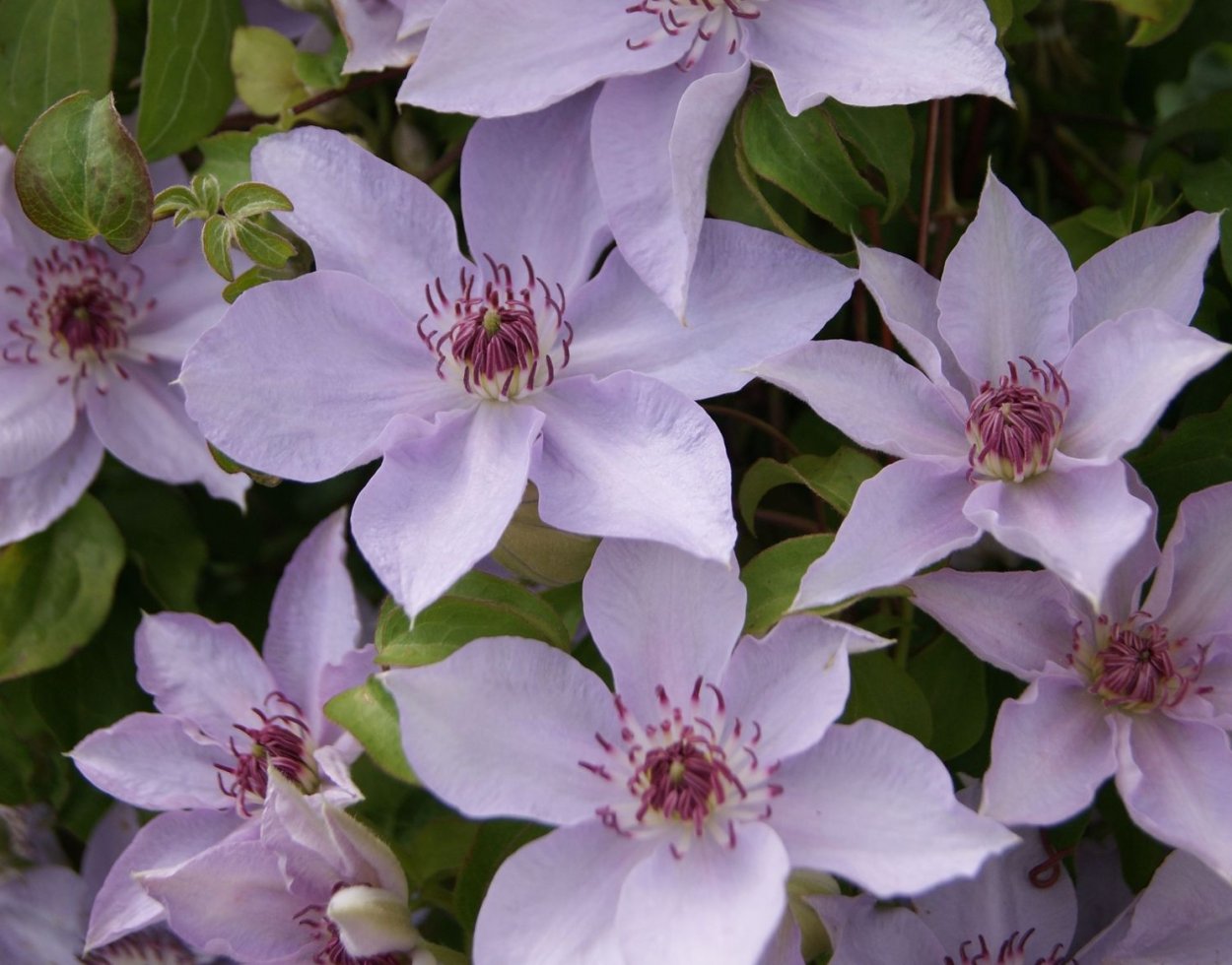 Клематис Мэнди/Mandy