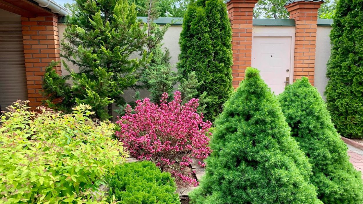 Туя Смарагд и ель Коника