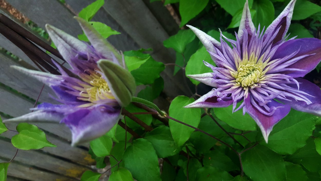 Клематис сирень Элизабет