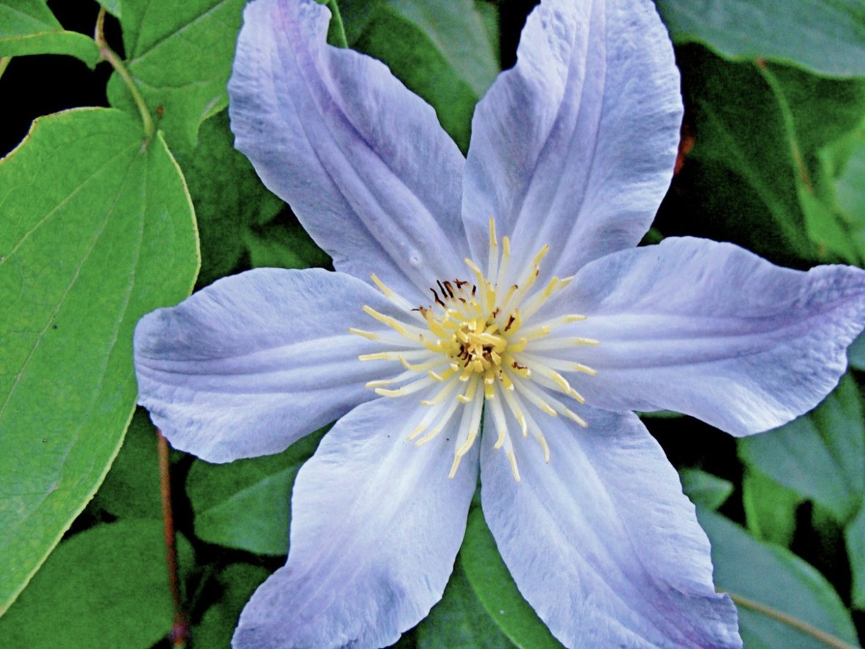 Клематис Kitty