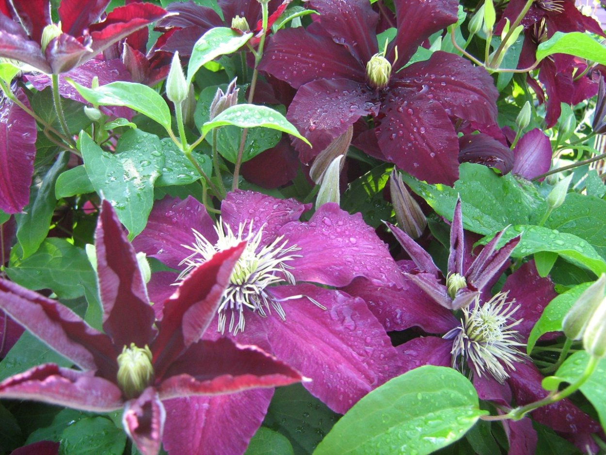 Клематис Амурский