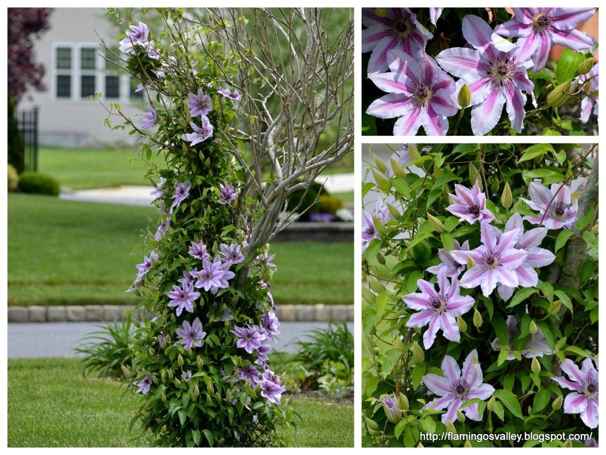 Клематис гибридный Пиилу