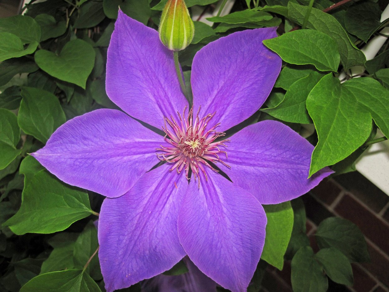 Клематис Janny (Джанни)