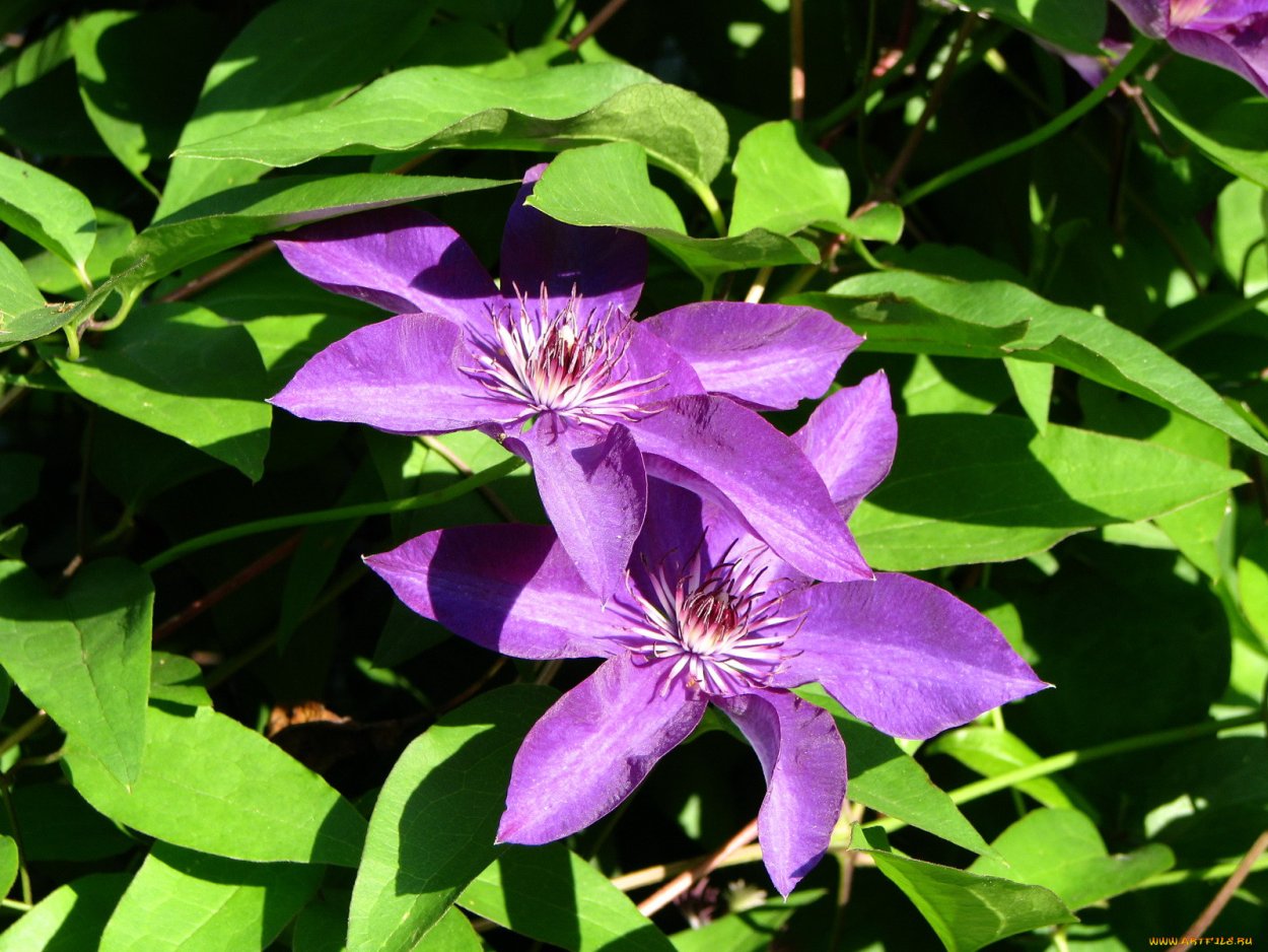 Клематис многоцветный