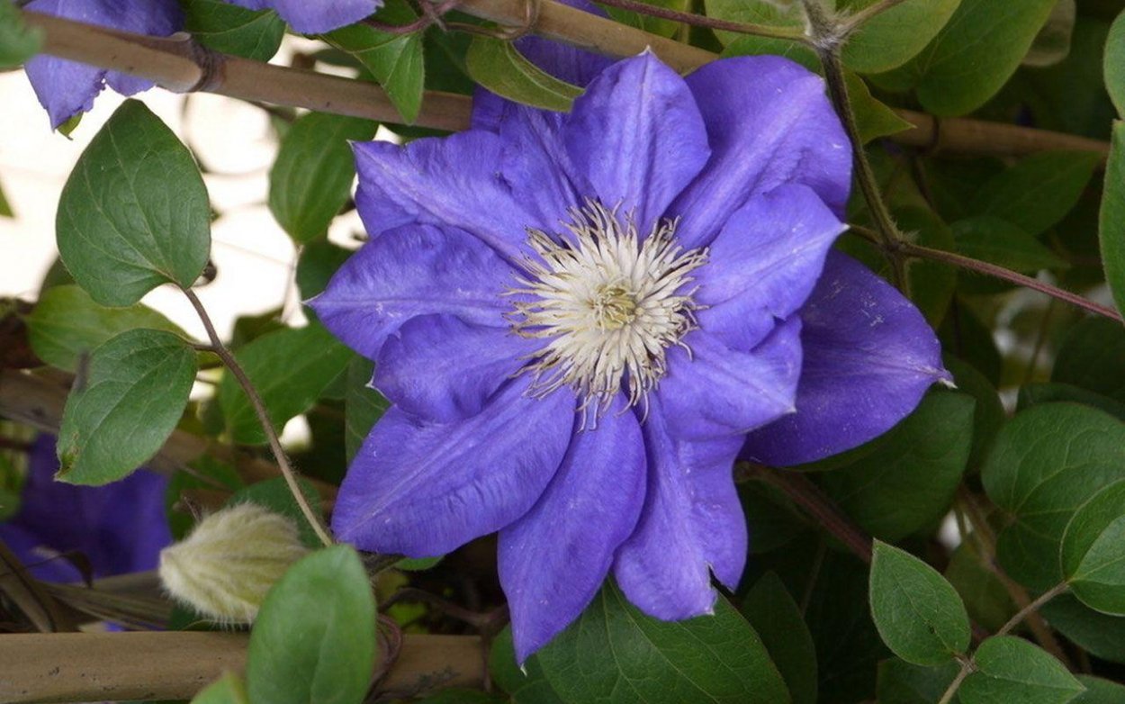 Клематис дебютант