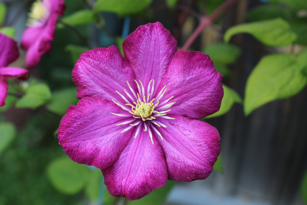 Клематис Гражина