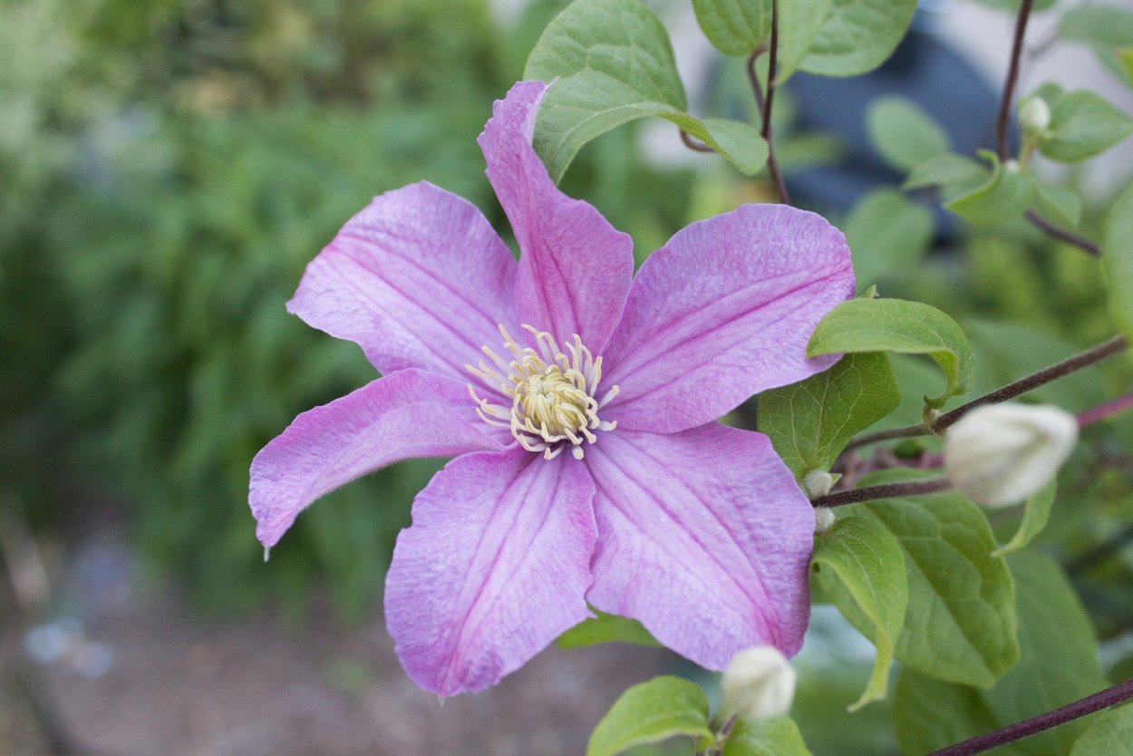 Клематис Ломонос белый